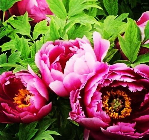 国色天香4最新爆料视频,精彩剧情抢先看，神秘角色引热议！